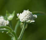 Santa Maria feverfew